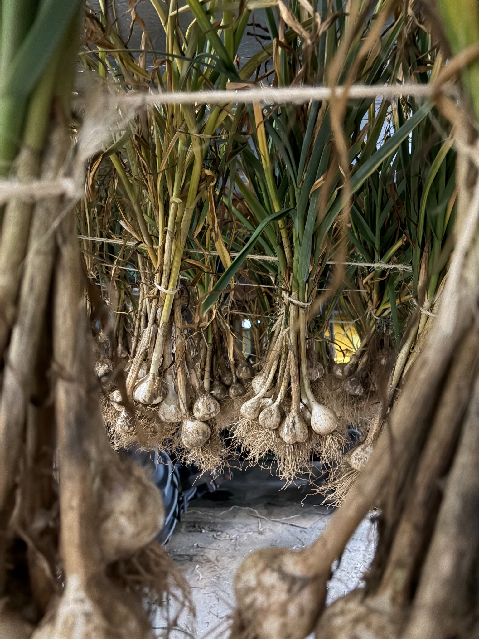 Freshly harvested garlic curing in the barn