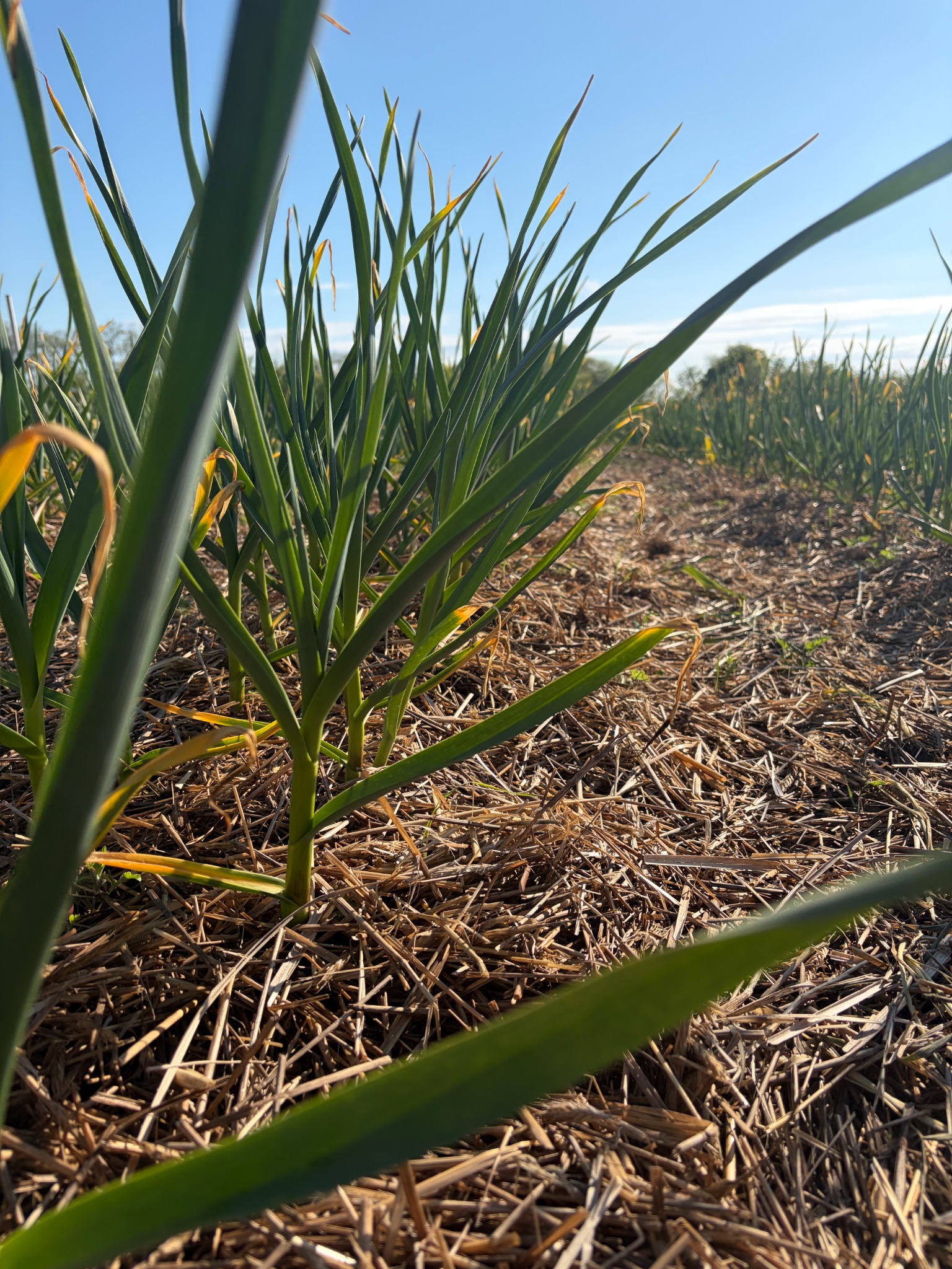 Garlic growing in the field
