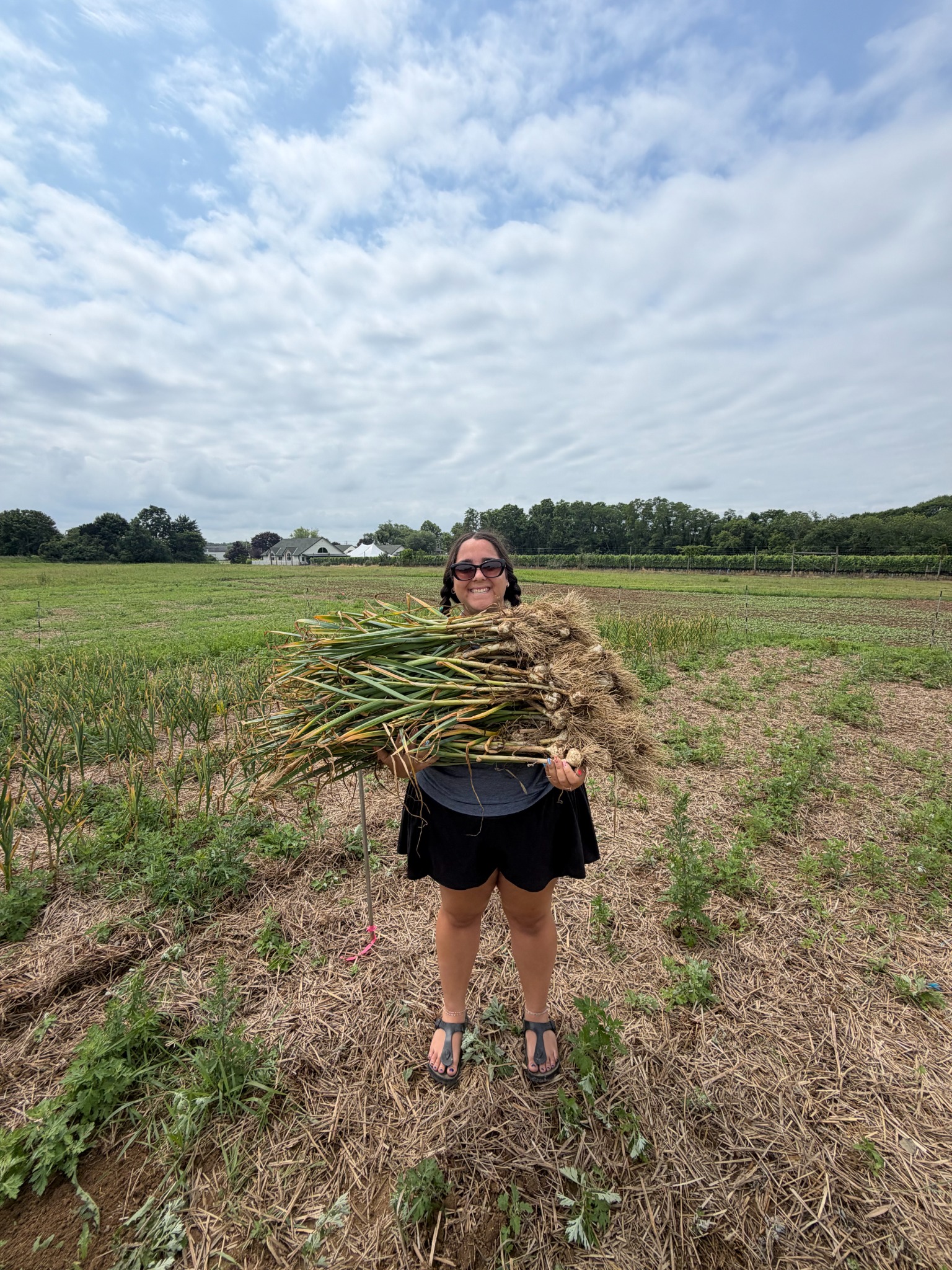 Holding a large armful of freshly harvested garlic