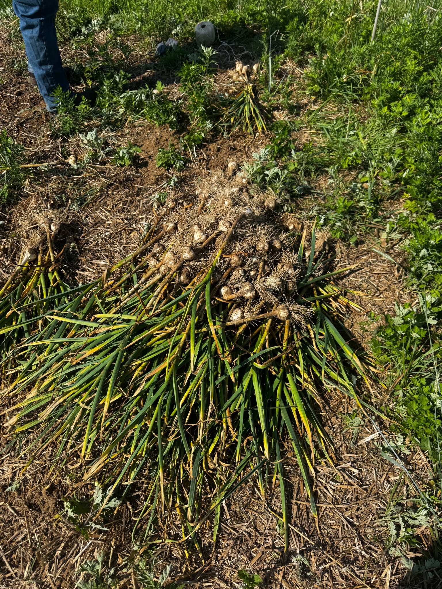 Freshly harvested garlic piled in the field