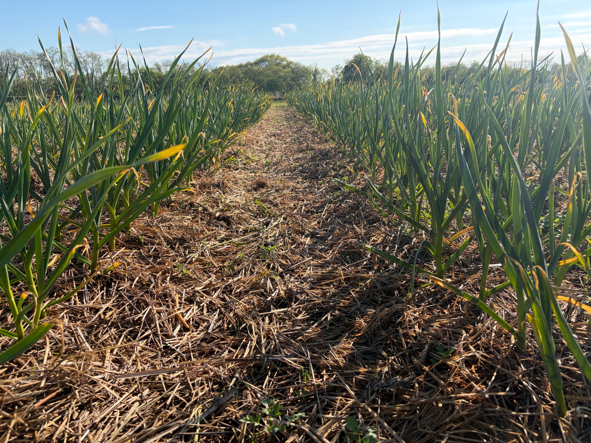 Rows of garlic growing in Southold