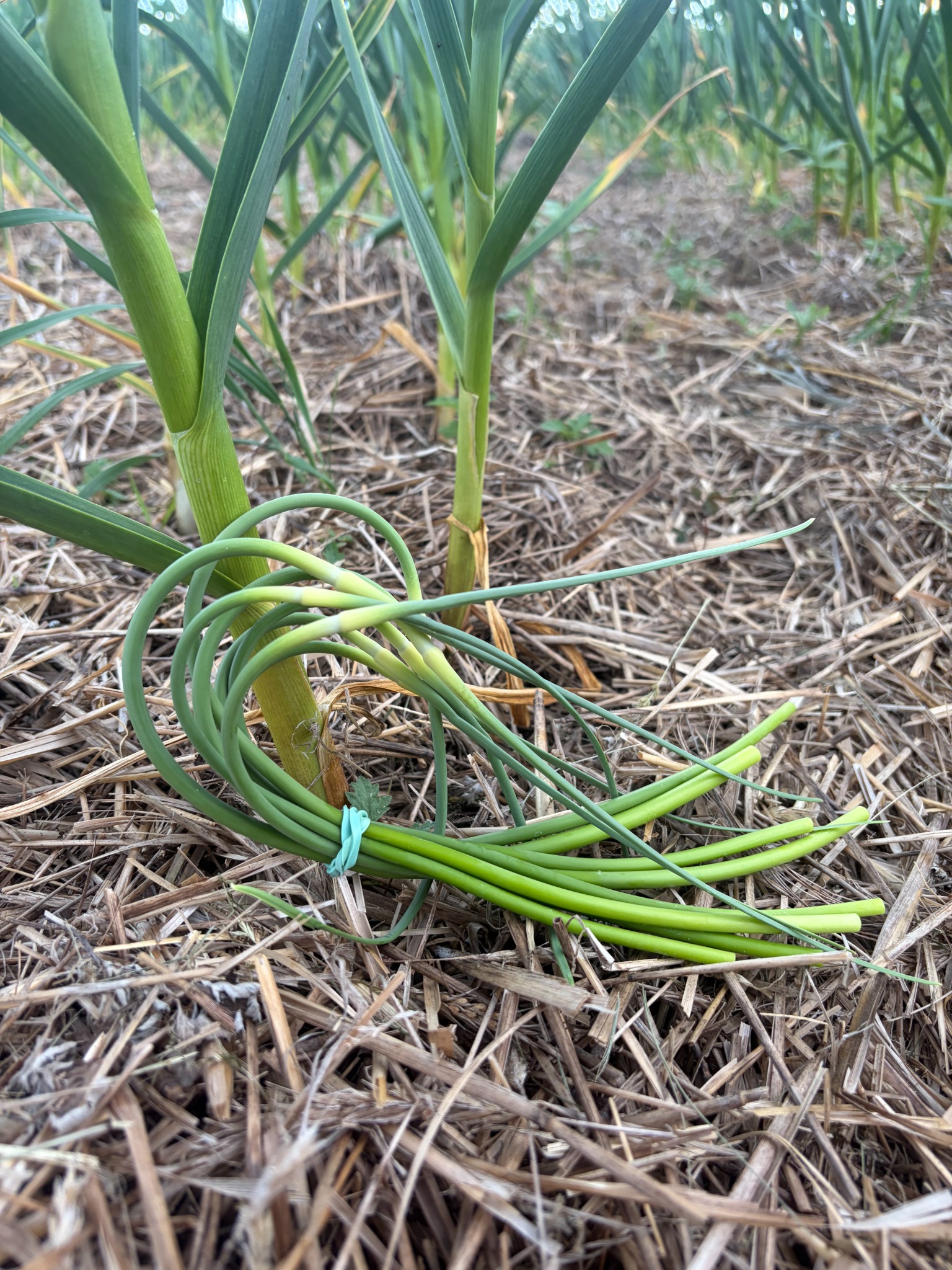 Fresh garlic scapes in the field